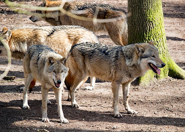 Gruppe von Grauwölfen im Wolfcenter Dörverden bei Verden an der Aller